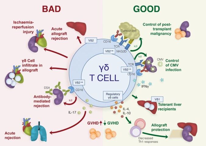 ruoli positivi e negativi delle cellule T immunitarie γδ